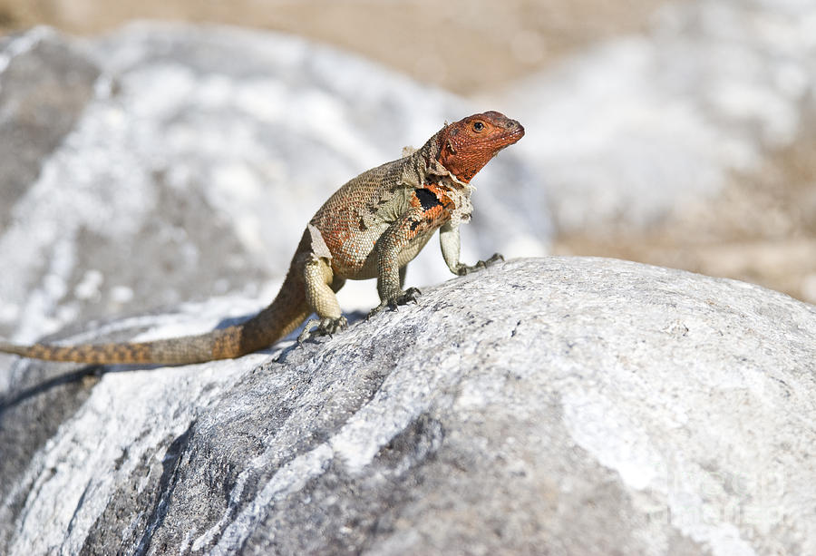 Reptile Photograph - Female Lava Lizard by William H. Mullins