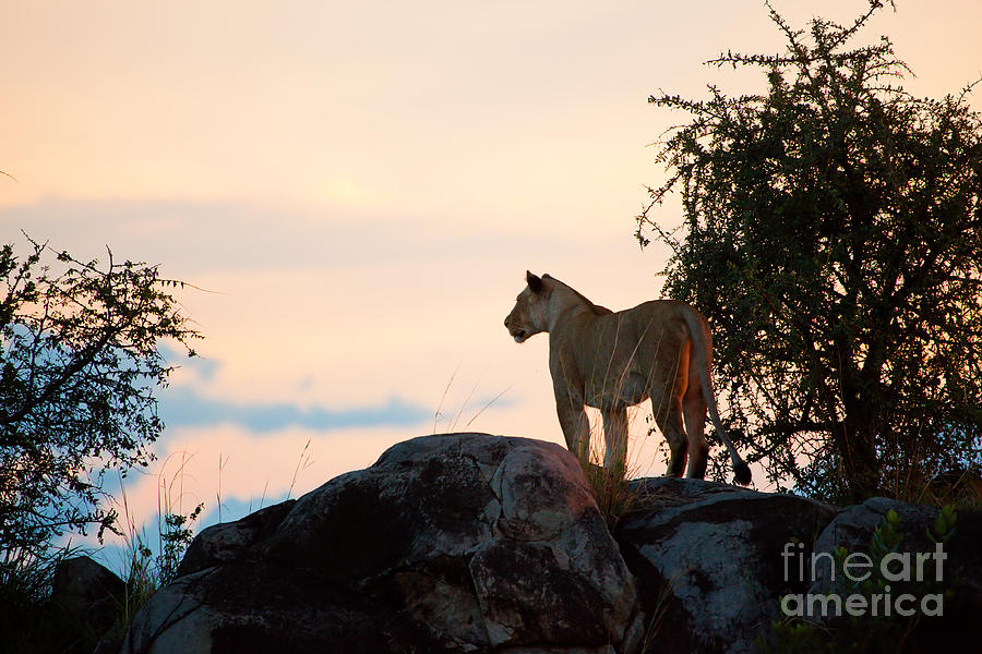Wildlife Photograph - Female lion at sunset. Serengeti. Tanzania by Michal Bednarek