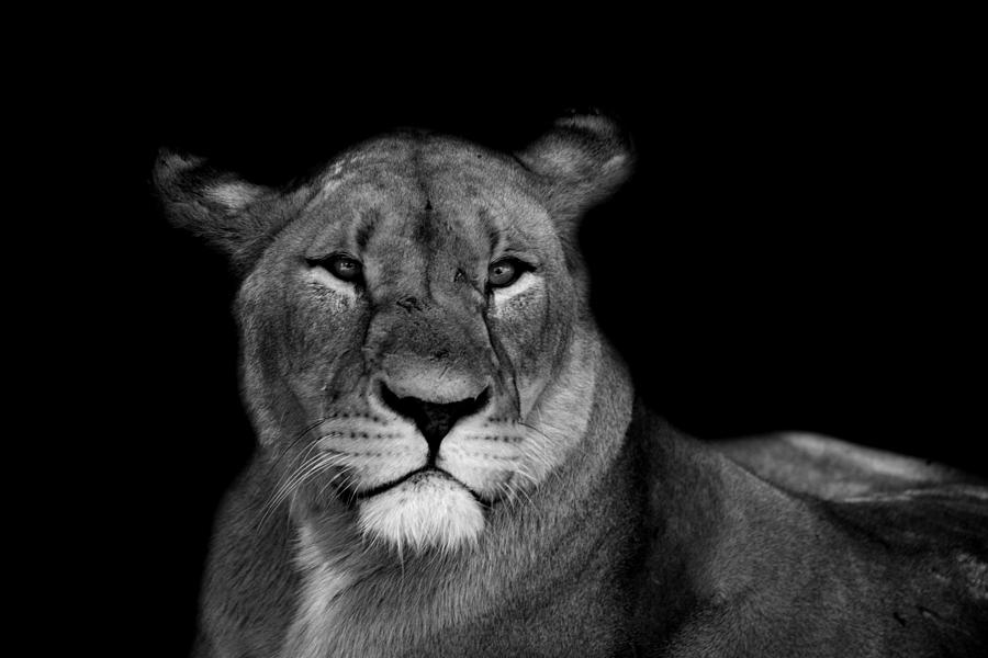 Animal Photograph - Female lion by Linette Simoes