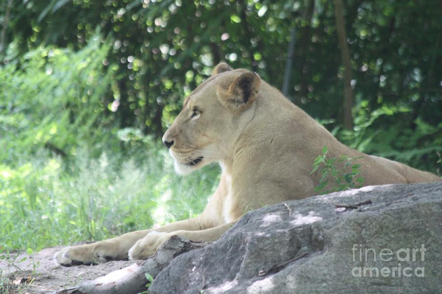 Telfer Photograph - Female Lion on Guard by John Telfer