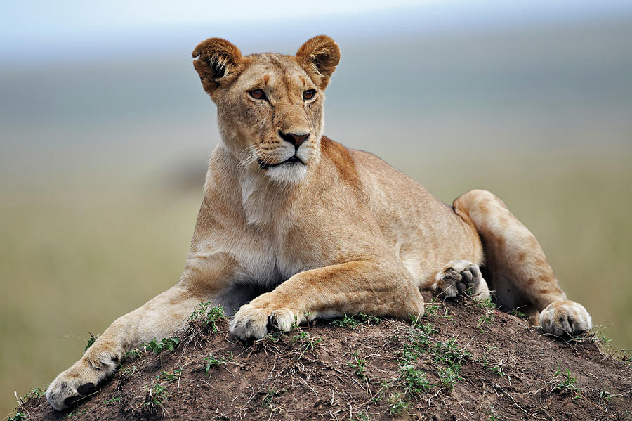 Female Lion Resting On Termite Mound Photograph by Adam Jones - Fine ...