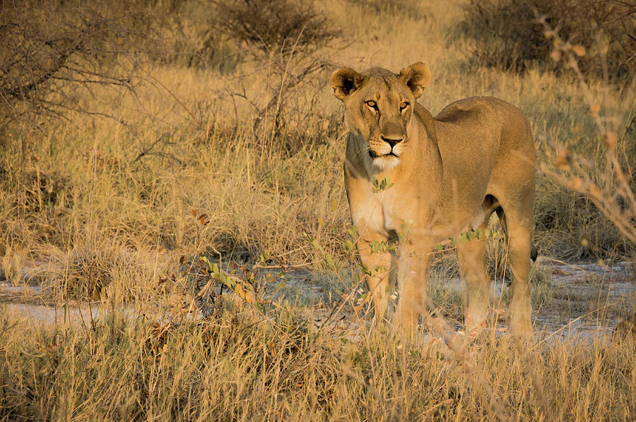 Female Lion Photograph by Taken By Chrbhm