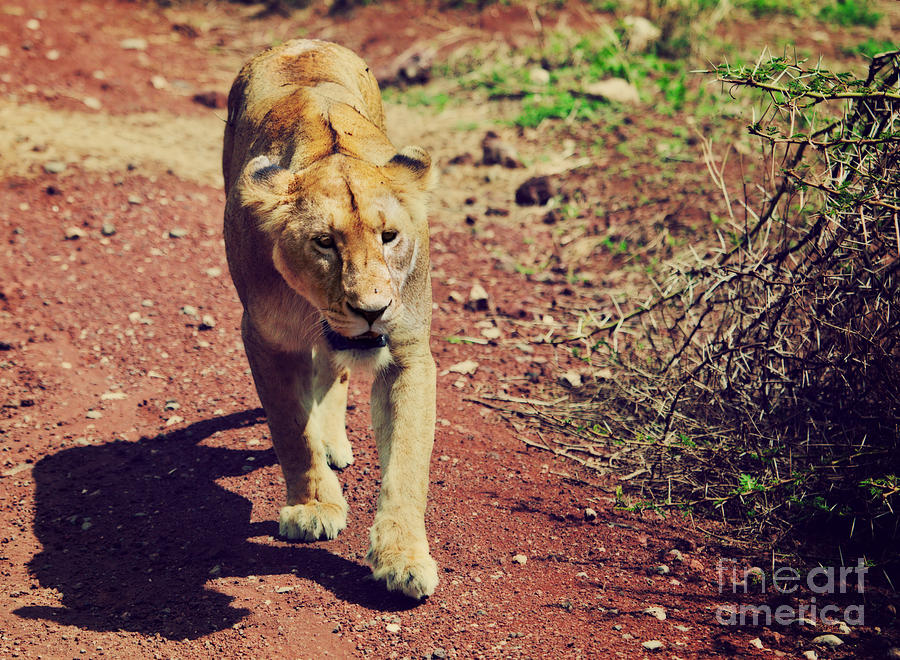 Female lion walking. Ngorongoro in Tanzania Photograph by Michal Bednarek