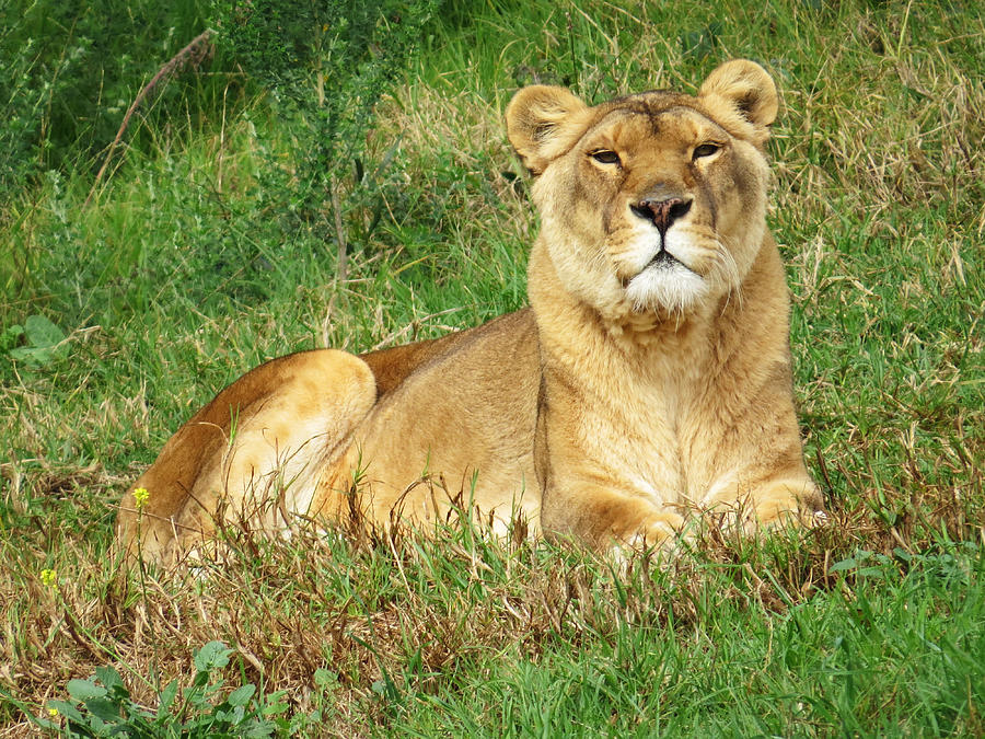 Lion Photograph - Female Lioness Lying on the Grass in the Afternoon Sun by Jessica Foster