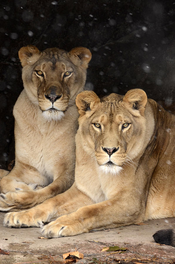 Female Lions Photograph by Ann Bridges