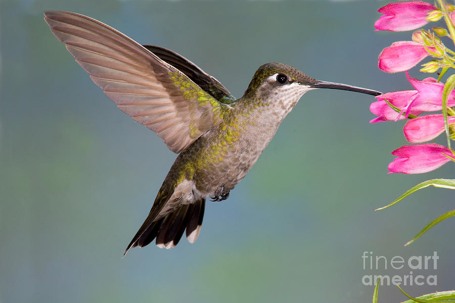 Female Magnificent Hummingbird At Flower Photograph by Anthony Mercieca