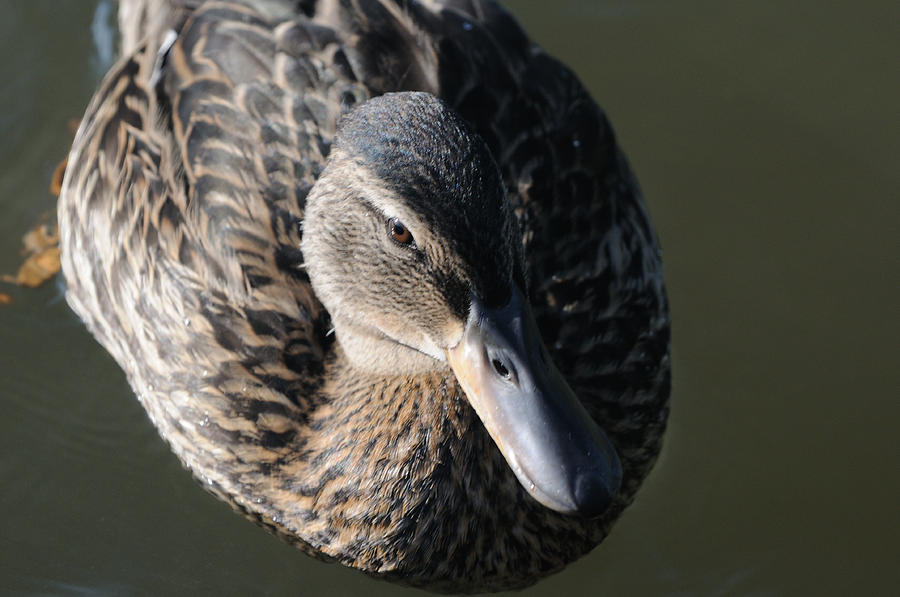Duck Photograph - Female Mallard 2 by Scott Angus