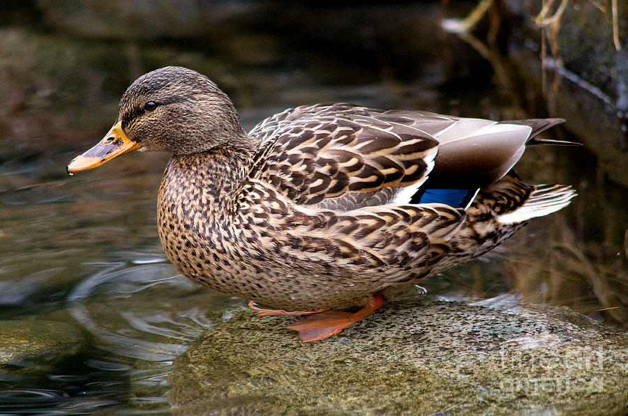 Female Mallard Duck 2 Photograph by Terry Elniski
