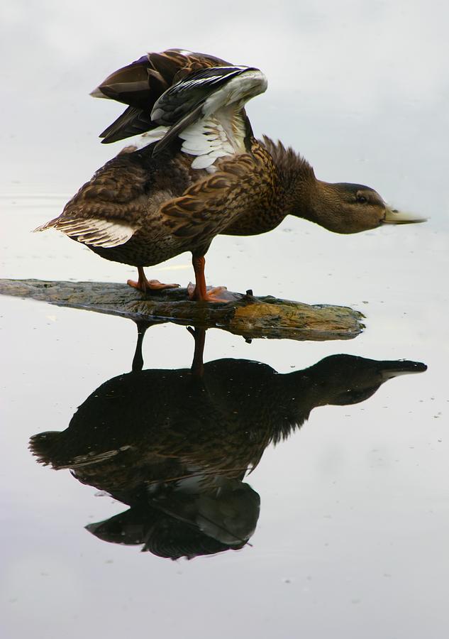 Duck Photograph - Female Mallard Duck  by Amanda Stadther