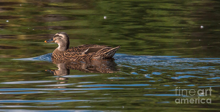 Female Mallard Duck Photograph