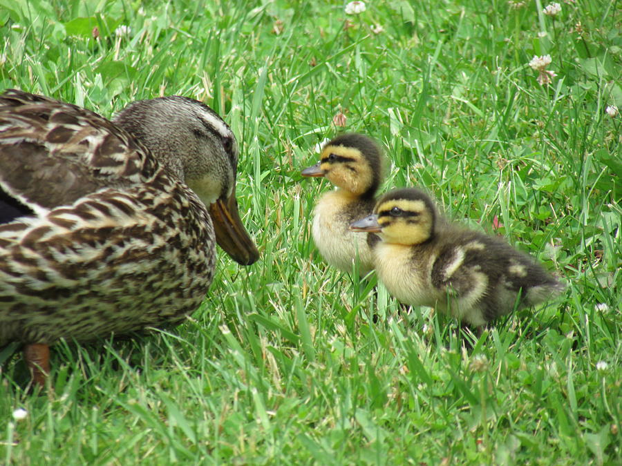 Female Mallard Duck Gazing Into The Eyes Of Her Babies Photograph by ...