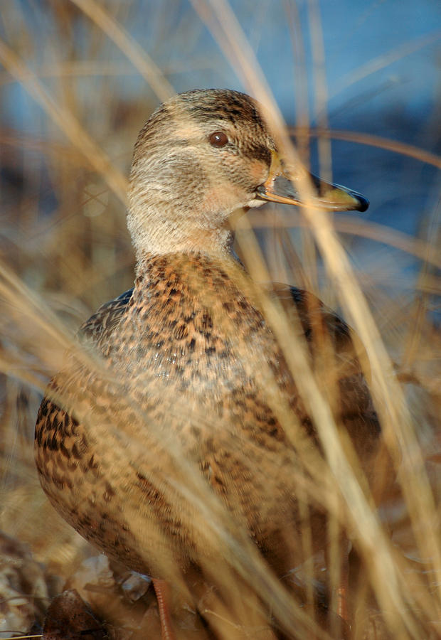 Female mallard duck. In the grasses alongside the Ottawa River. Photograph by Rob Huntley