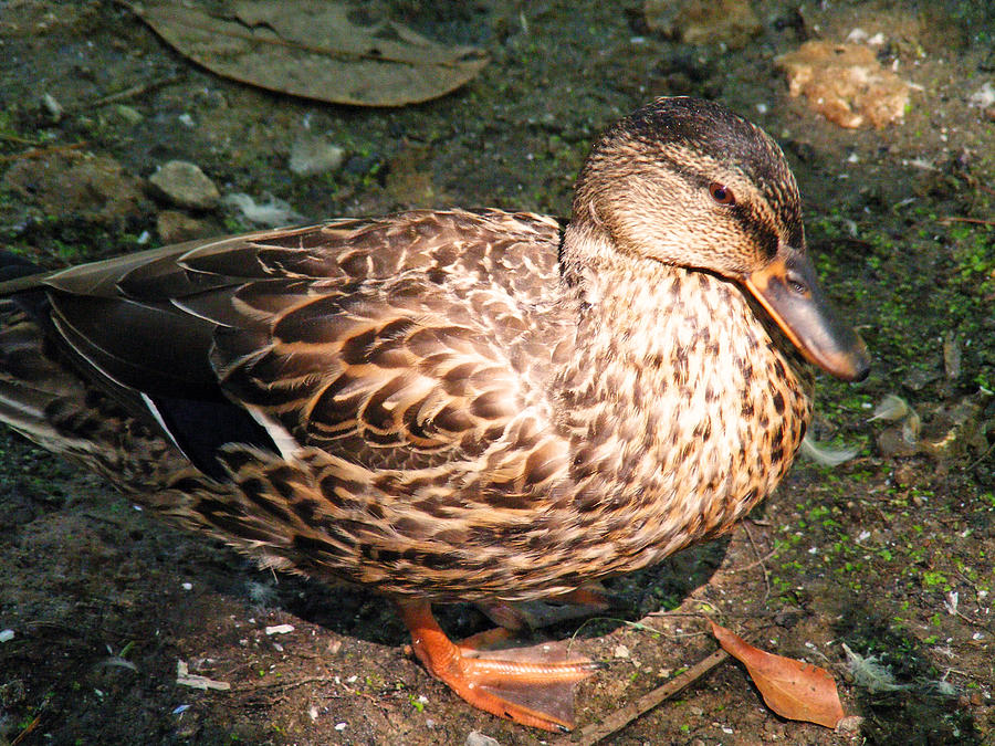 Nature Photograph - Female Mallard  Duck by Making Memories Photography LLC