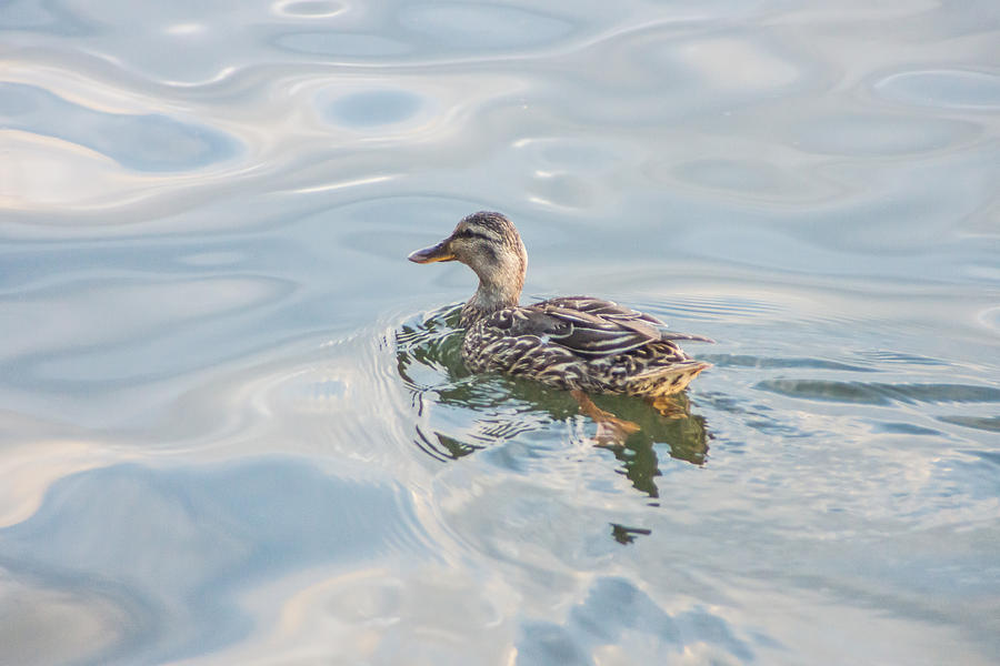 Duck Photograph - Female Mallard Duck on a Glassy Lake by Photographic Arts And Design Studio