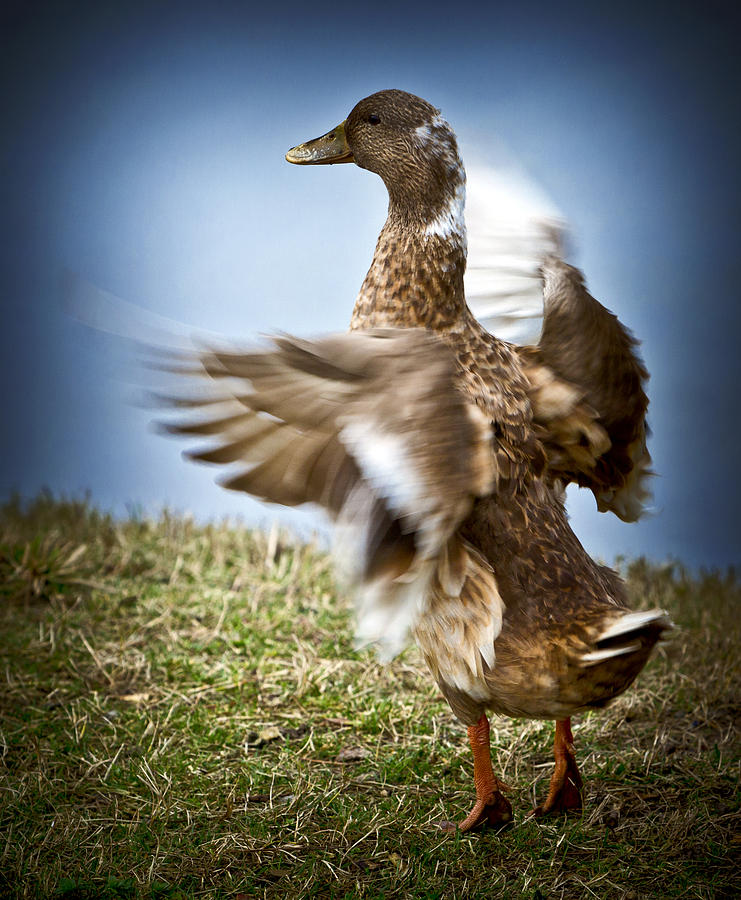 Duck Photograph - Female Mallard Duck On Tippy Toes by Her Arts Desire