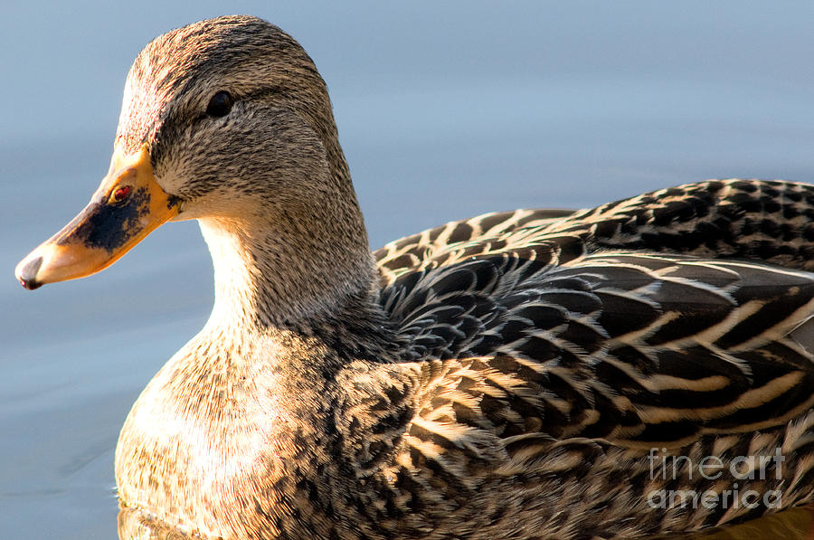 Female Mallard Duck Photograph by Terry Elniski