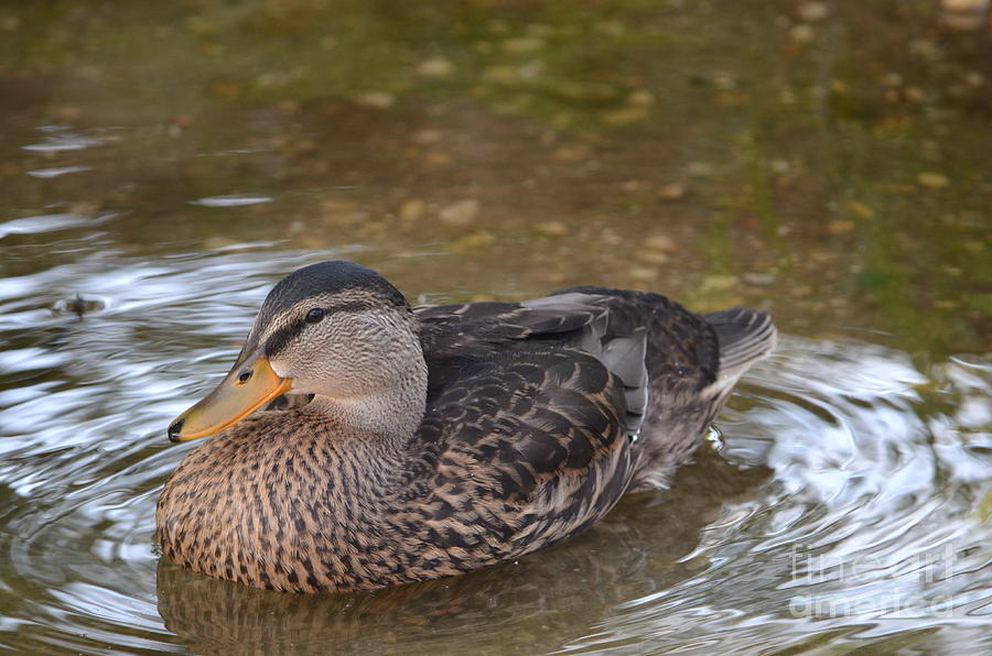 Female Mallard Photograph by Kathy Gibbons - Pixels