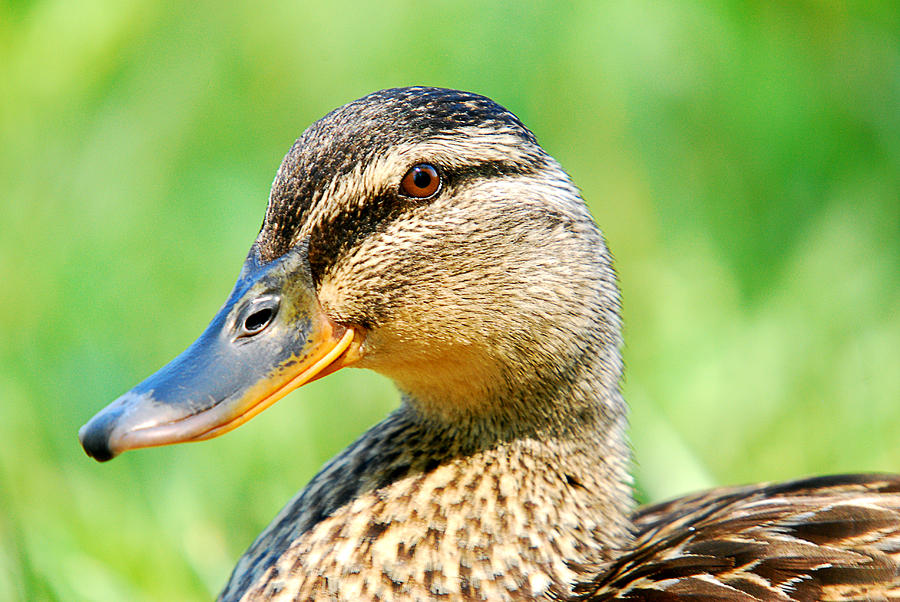 Female Mallard Duck Photograph