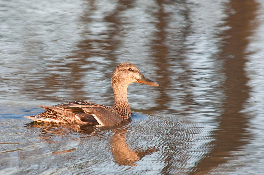Female Mallord Duck Photograph by Walt Sterneman