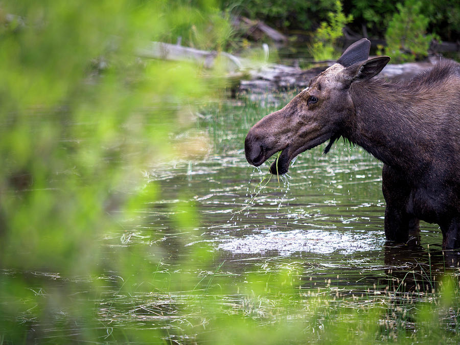 Female Moose Alces Alces Grazing Photograph By Melissa Shelby 