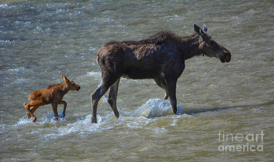 Female Moose and Calf Photograph by John Greco