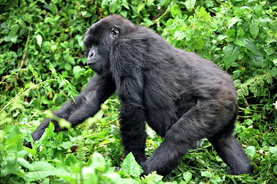 Volcanoes National Park Photograph - Female Mountain Gorilla by Dr P. Marazzi/science Photo Library