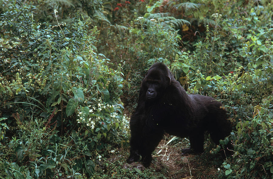 Female Mountain Gorilla Photograph by George Holton