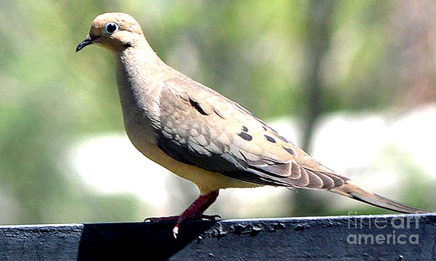 Female Mourning Dove Photograph by Jay Milo