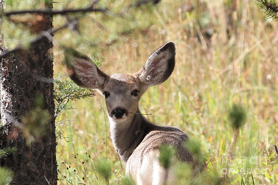 female mule deer sounds