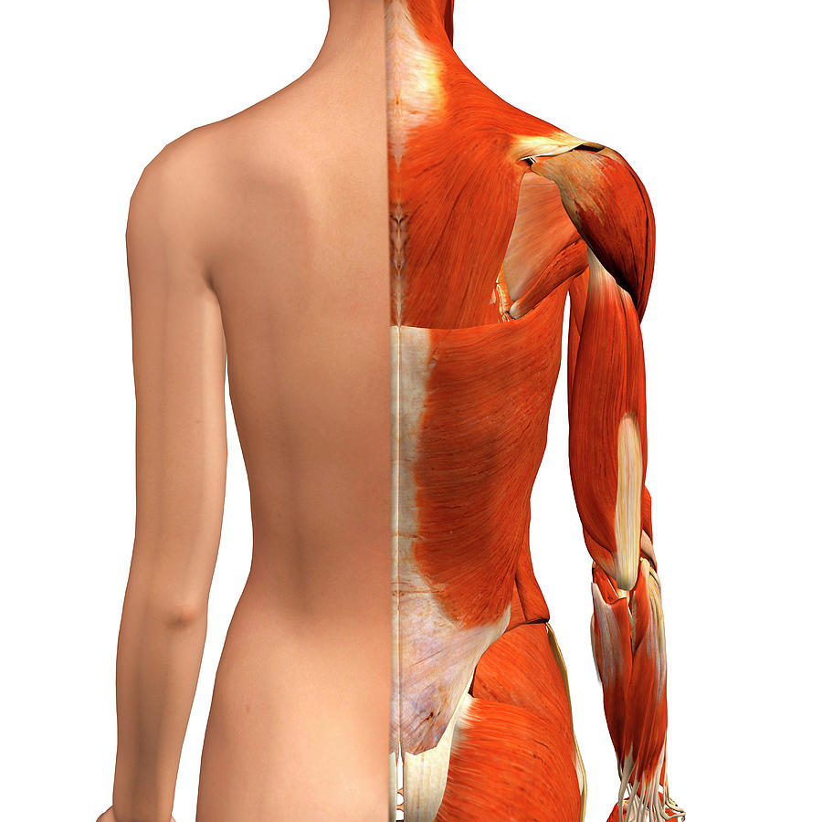 https://images.fineartamerica.com/images-medium-large-5/female-muscles-split-skin-layer-back-hank-grebe.jpg