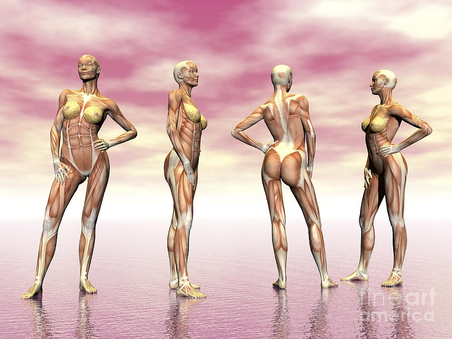 Female Muscular System From Four Points Digital Art by Elena Duvernay