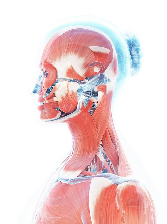 Illustration Photograph - Female Muscular System by Sebastian Kaulitzki
