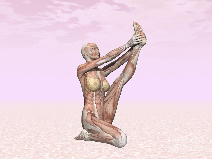 Yoga Digital Art - Female Musculature Performing Heron by Elena Duvernay