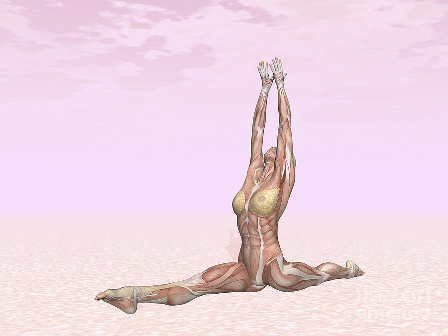 Female Musculature Performing Monkey Digital Art