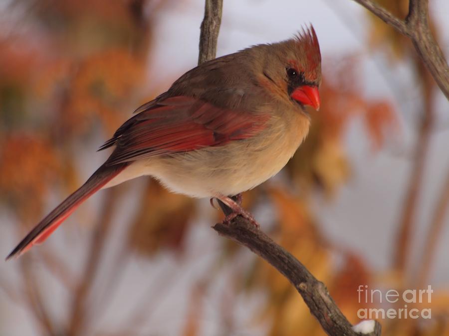 Female Northern Cardinal Photograph by Frank Piercy
