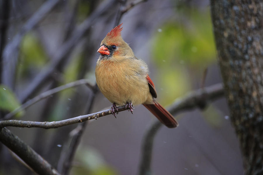 Female Northern Cardinal Photograph by Gary Hall