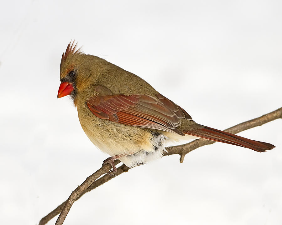 Beautiful Female Northern Cardinal Photograph by John Vose