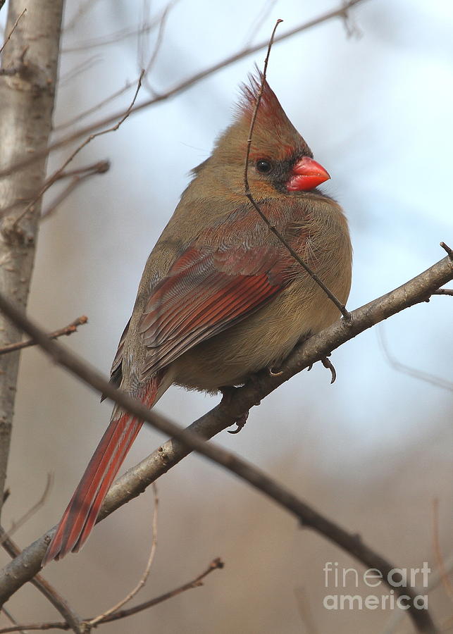 Cardinal Photograph - Female Northern Cardinal by Ken Keener