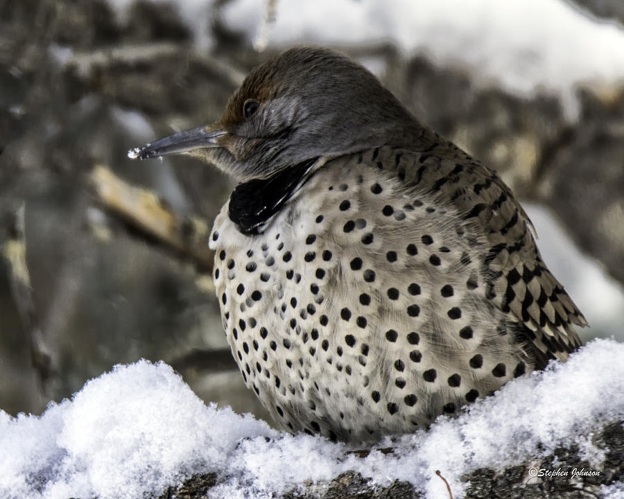Bird Photograph - Female Northern Flicker by Stephen Johnson