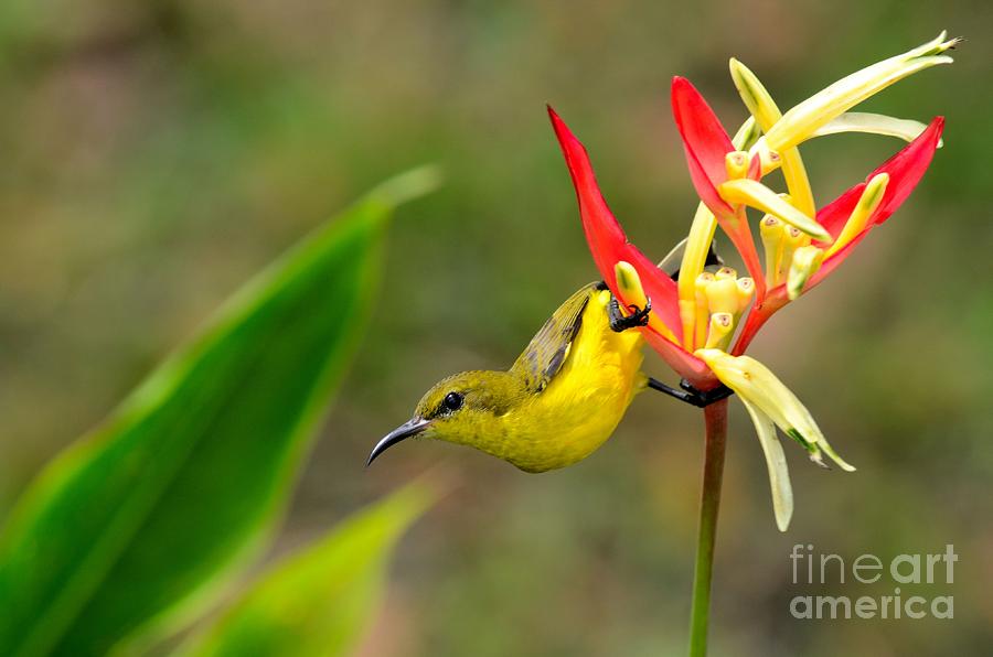 Nature Photograph - Female Olive Backed Sunbird clings to Heliconia plant flower Singapore by Imran Ahmed