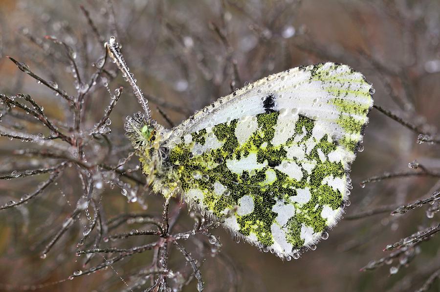 Female Orange Tip Butterfly Photograph by Colin Varndell