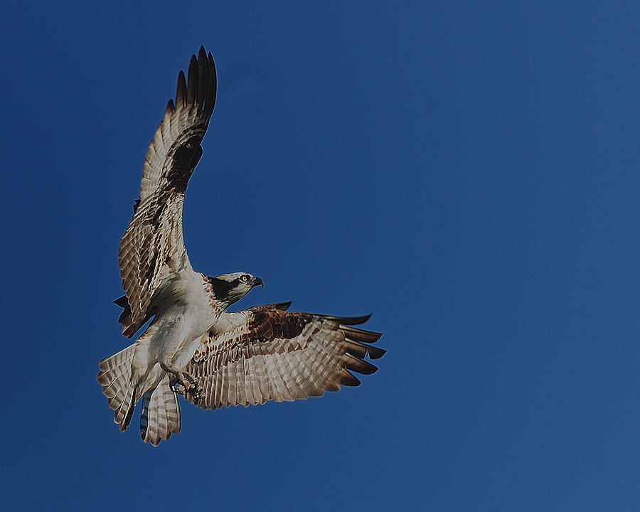 osprey flight