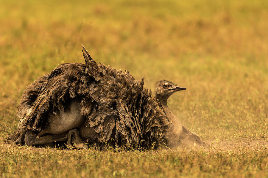Female Ostrich Dusting On Ground Photograph by Manoj Shah