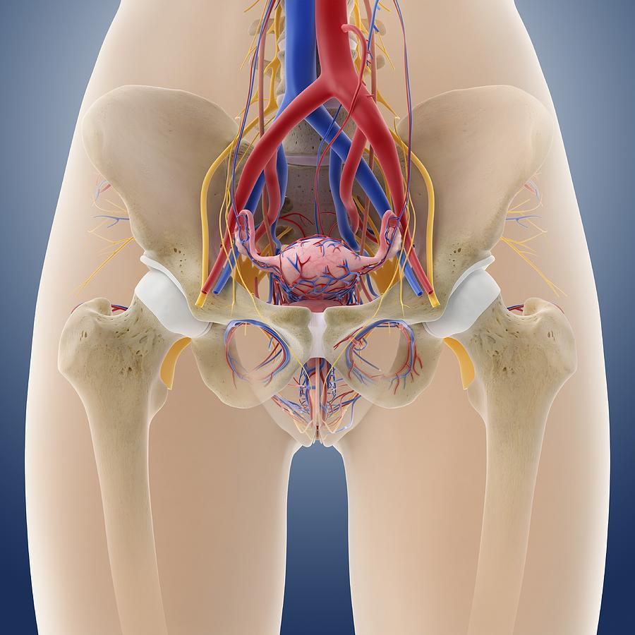 Female pelvic anatomy, artwork by Science Photo Library