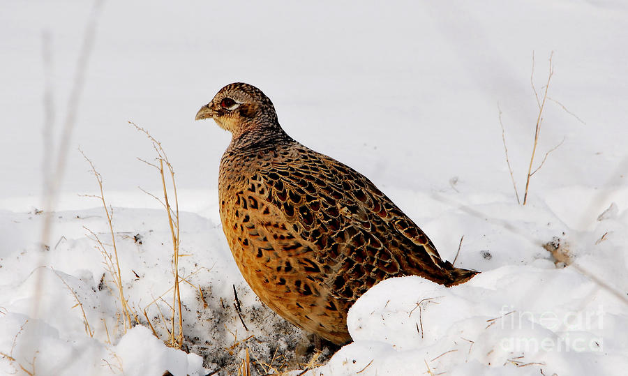 Female Pheasant Photograph by Marty Fancy