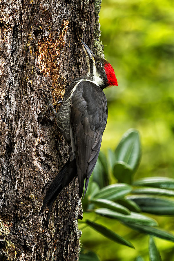 Female Pileated Woodpecker - No. 1 Photograph by Belinda Greb