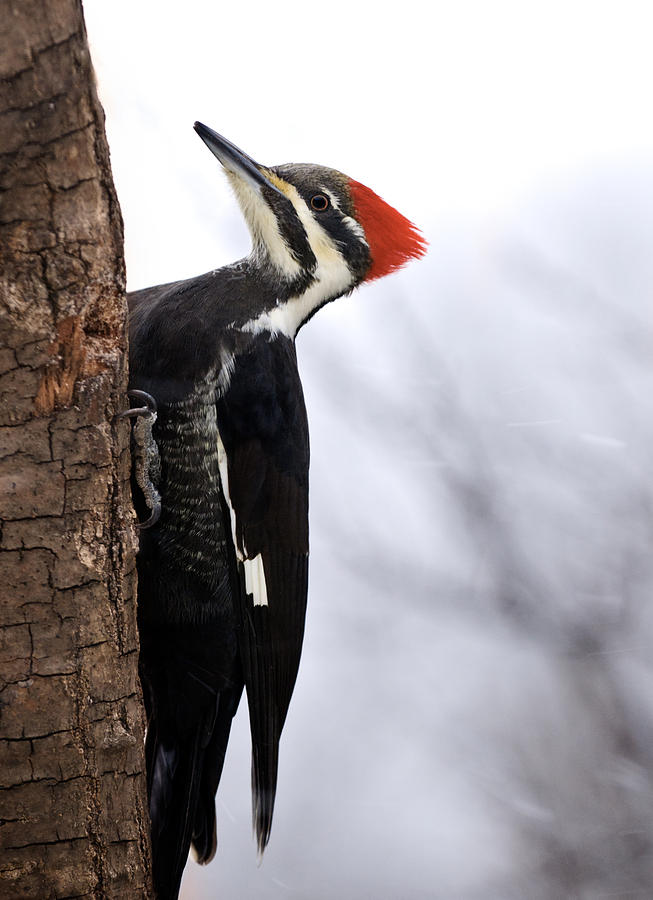 Female Pileated Woodpecker 2 Photograph by Lara Ellis