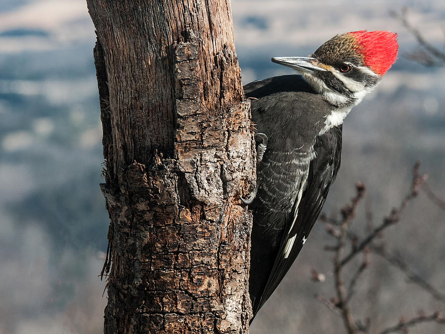 Female Pileated Woodpecker 2015 Photograph by Lara Ellis