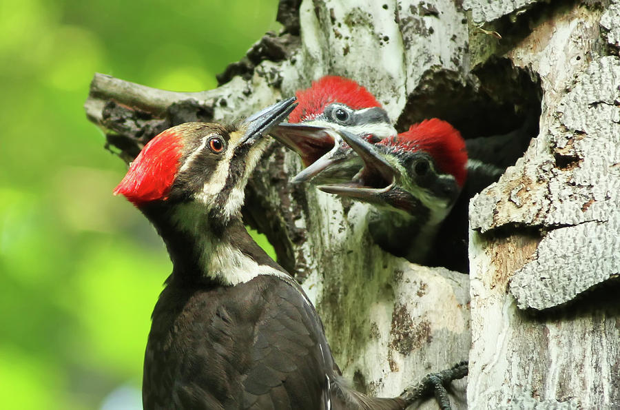 Female Pileated Woodpecker at nest Photograph by Mircea Costina Photography