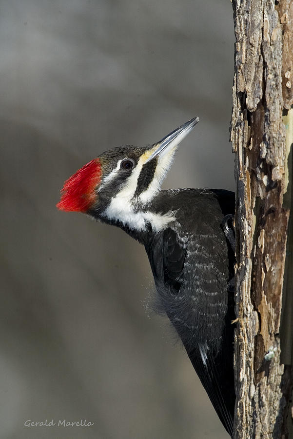 Female Pileated Woodpecker Photograph by Gerald Marella | Fine Art America